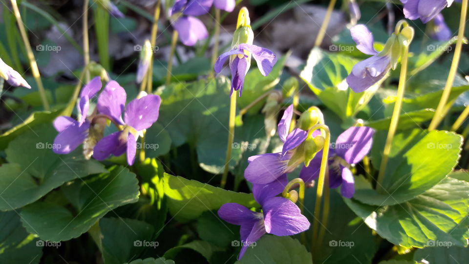 Wild Violets