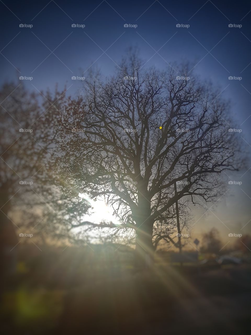 Tree in front of the sun
