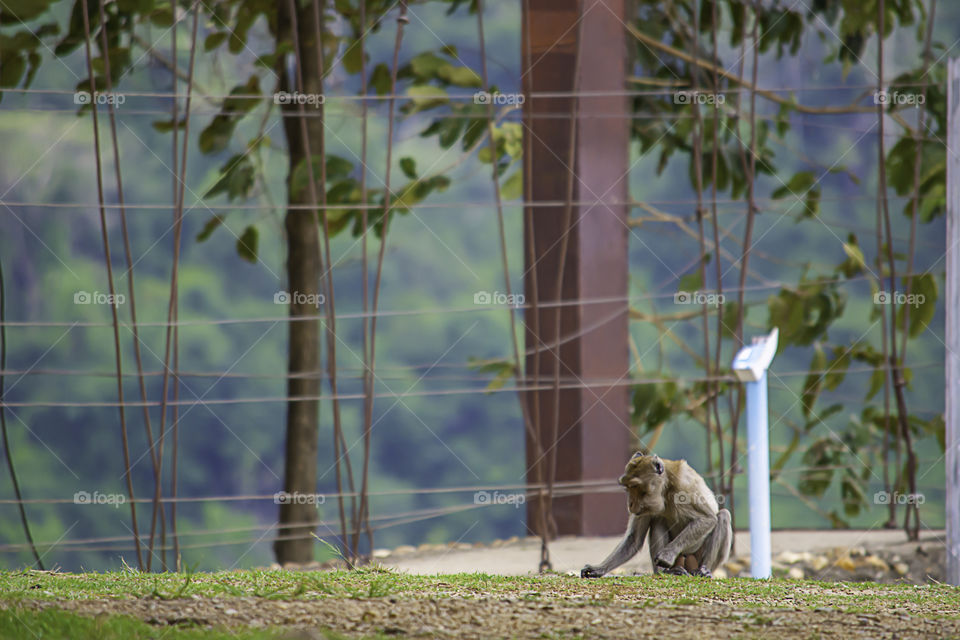 The monkeys find food on the grass  Backgrounds wood bridge at  Kaeng Krachan Dam , Phetchaburi Iin Thailand.