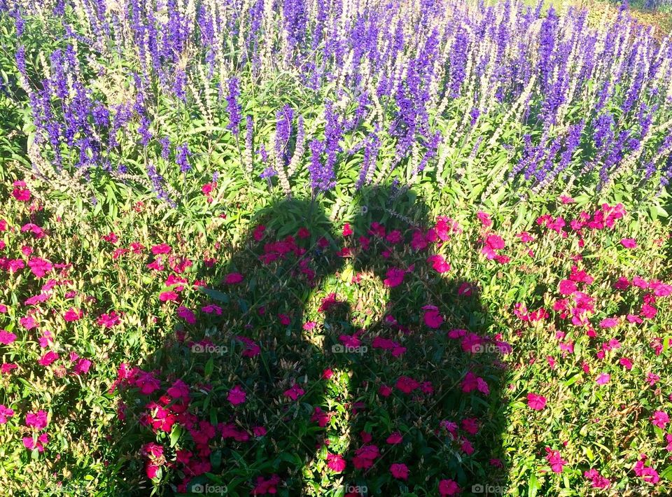 Kissing Shadow. Shadow of couple kissing