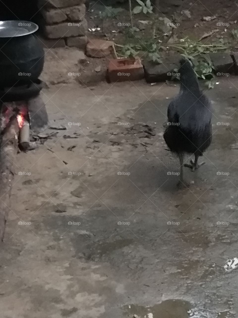 black hen black pot cooking