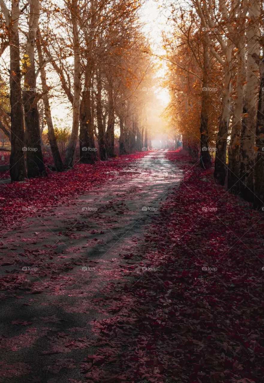 Autumn