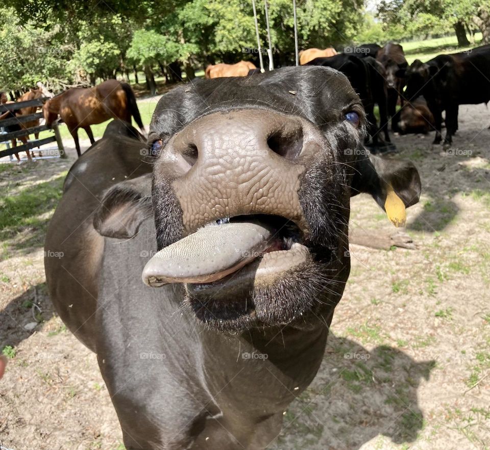 Farm cow sticking out her tongue 👅