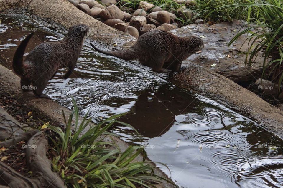 Cotswold Wildlife Park