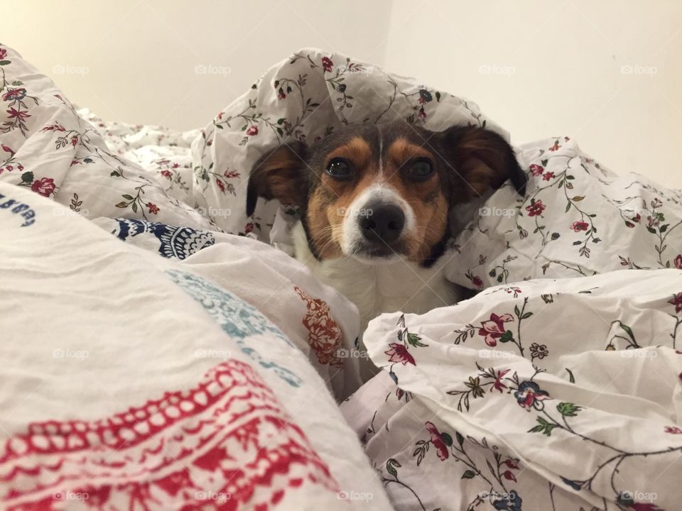 A dog sits in the bed