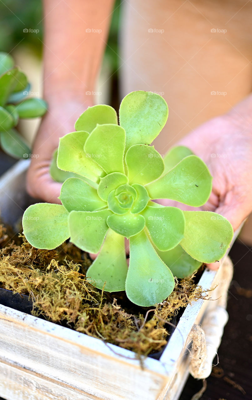 Planting a succulent plant