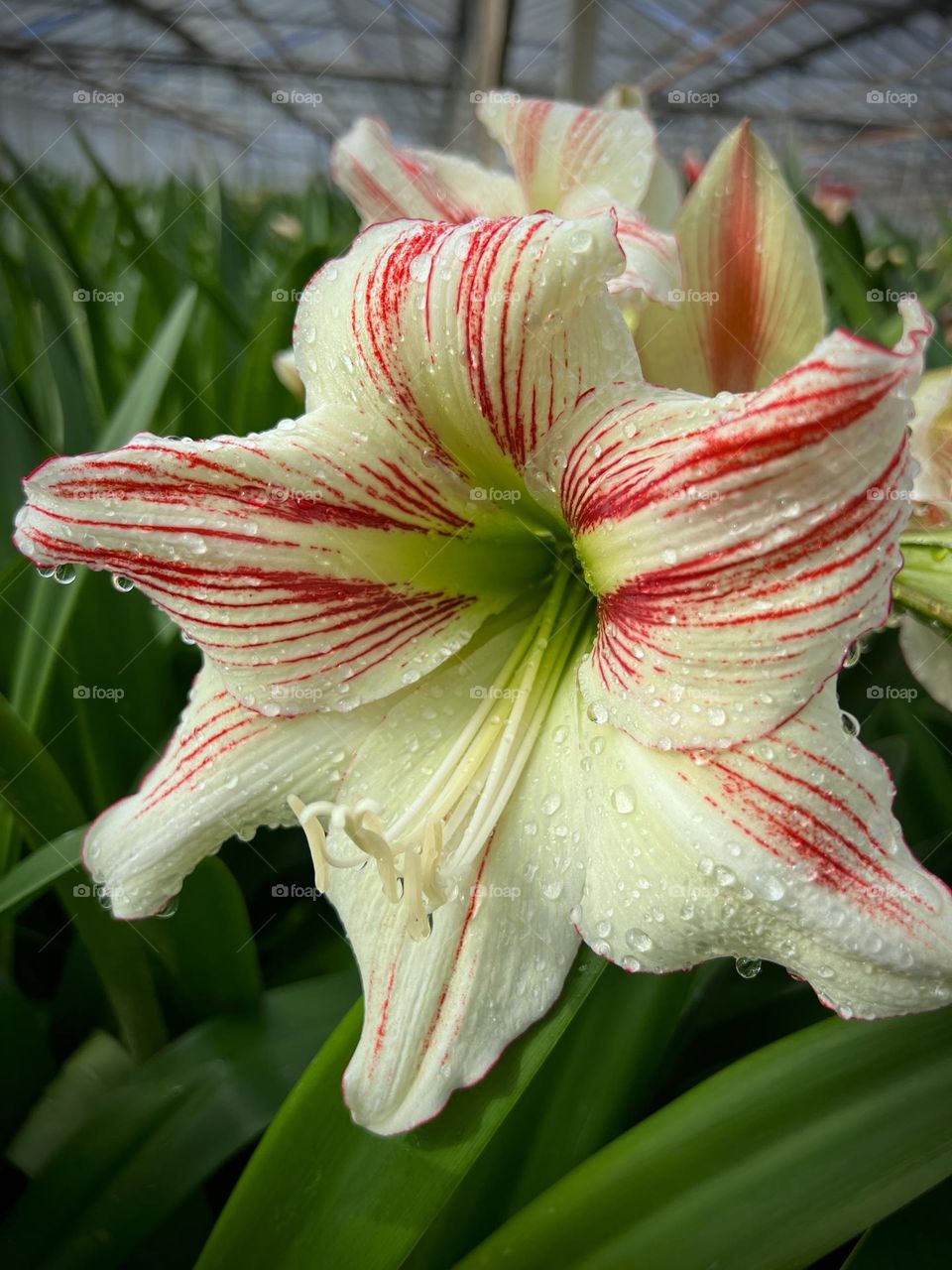 Amaryllis