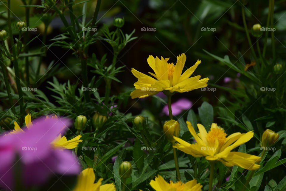 Yellow cosmos. In the garden