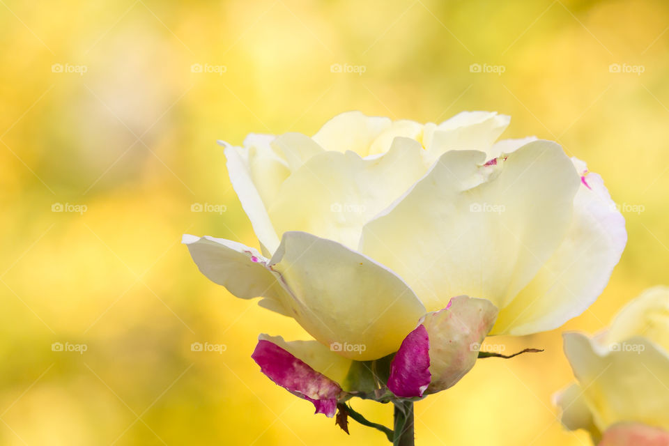 Beautiful yellow rose in the garden 