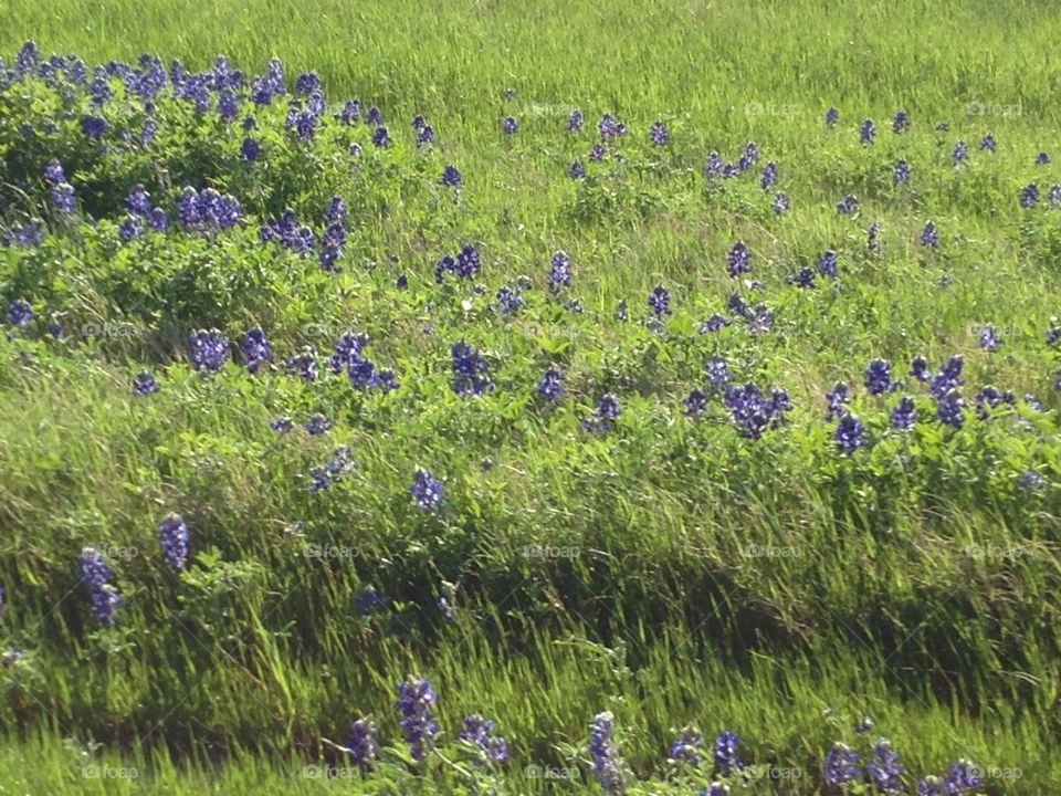 Spring bluebonnets on Texas highway
