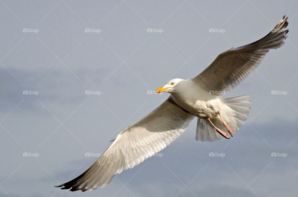 nature bird flight seagull by resnikoffdavid