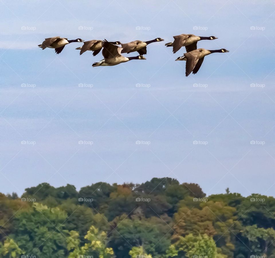 Migration  has commenced , geese doing a fly by mid afternoon in early September .
