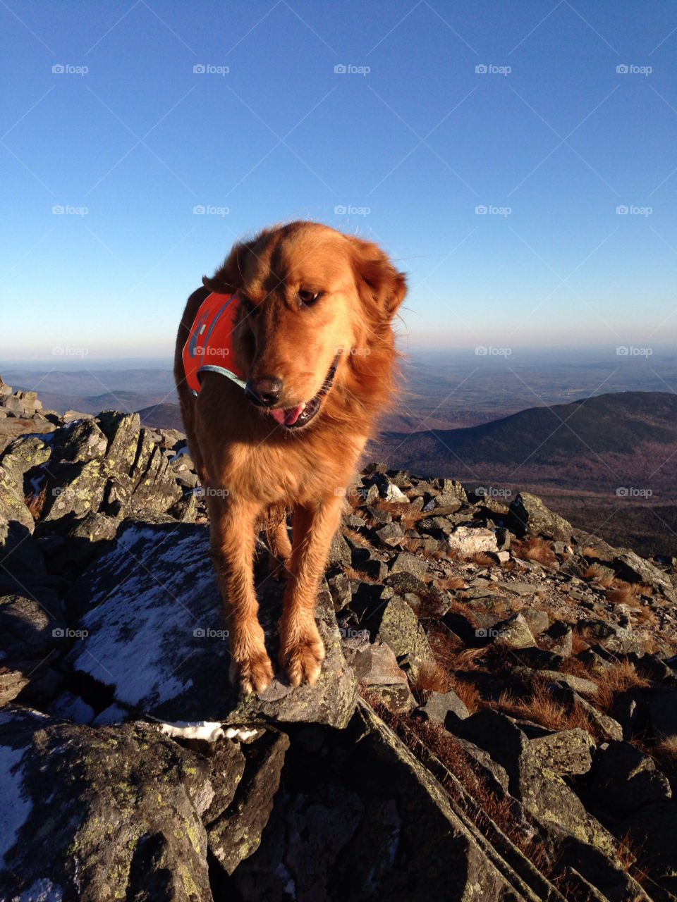 sugarloaf maine mountain dog hiking by bobmanley