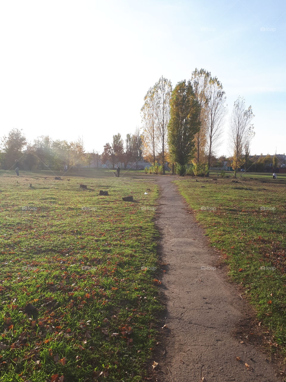 Road in the middle of the meadow