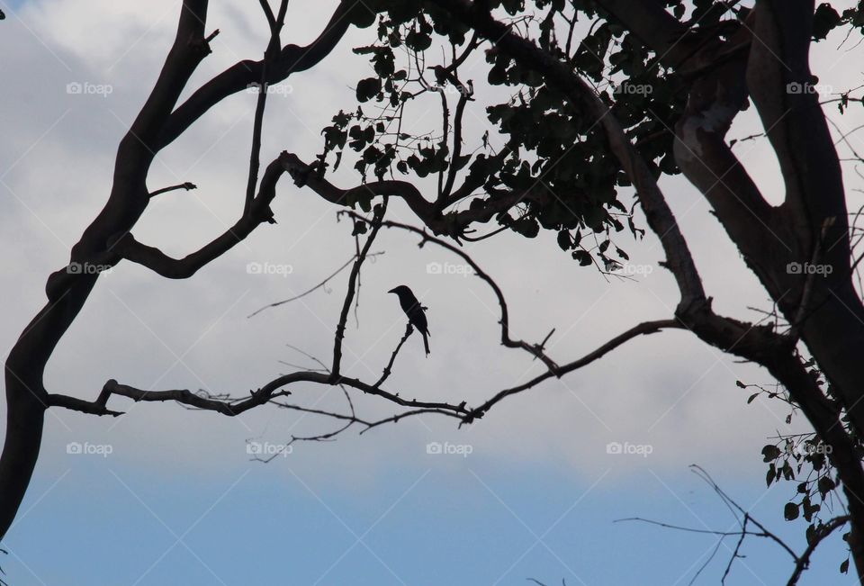 A lonely bird in the Australian bush enjoys some mood lighting. Very halloween-y.
