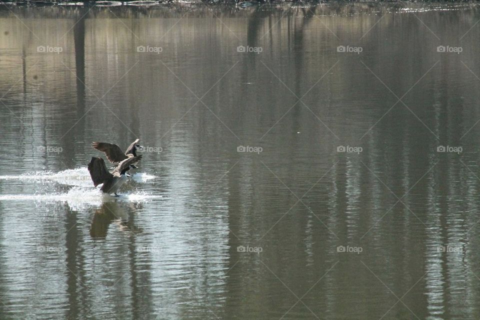 Water landing