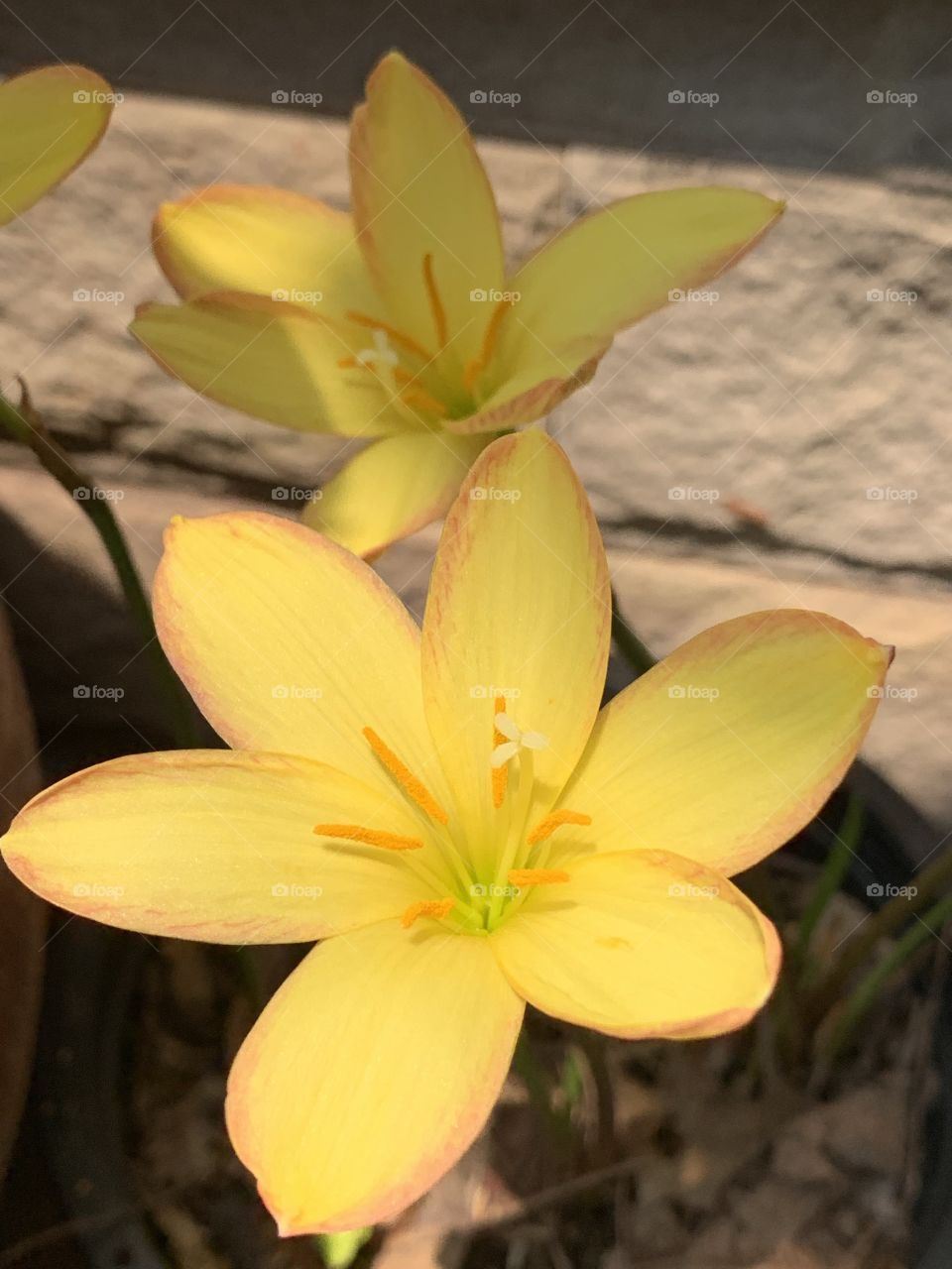 beautiful yellow flower 