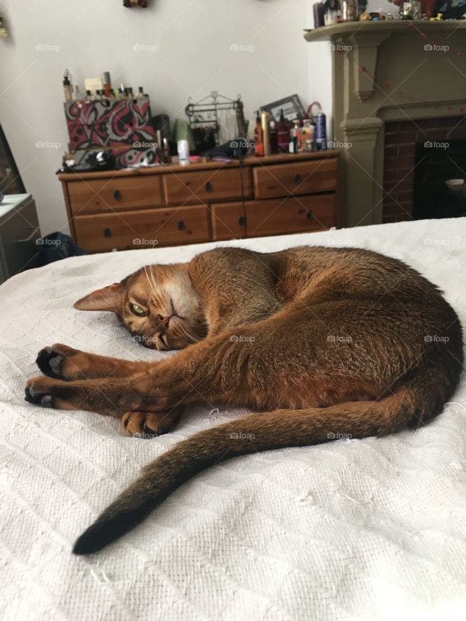 Abyssinian cat sleeping, March 2017