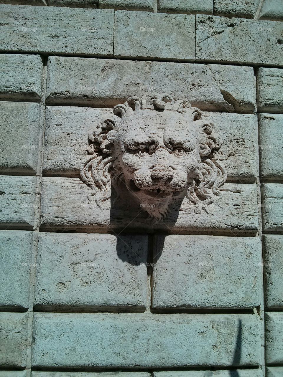 Lion in Toscana