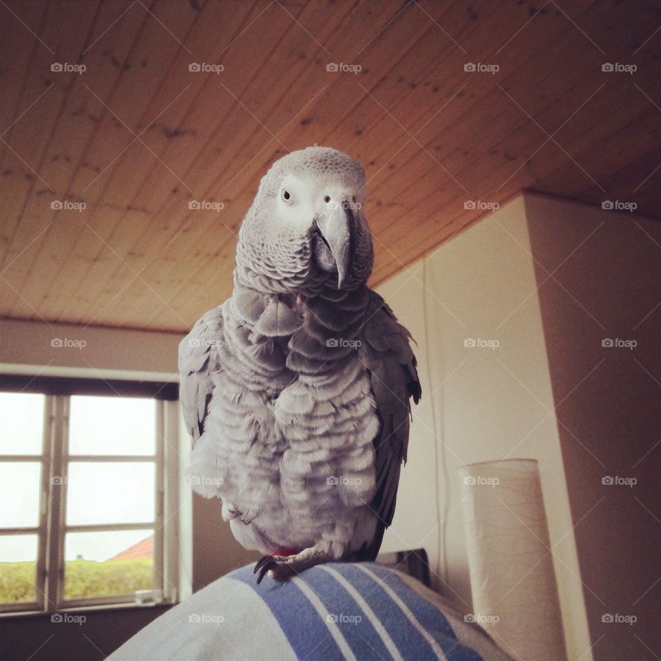 African grey