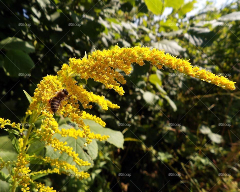 Bee back mobility ...