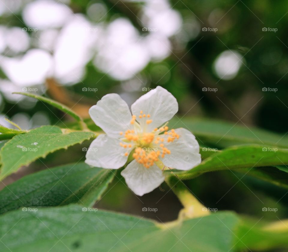 the cherry tree is blooming and this is one of the flowers looks tiny and beautiful