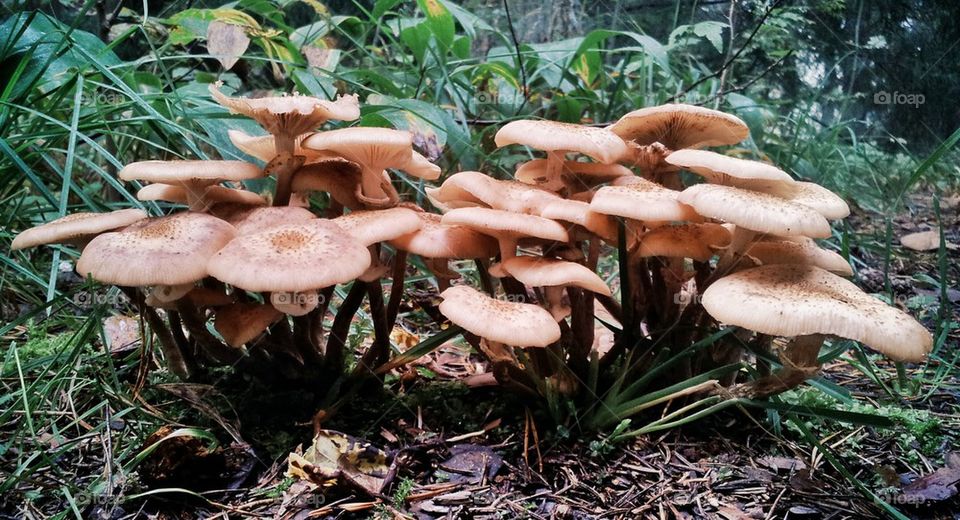 Mushroom colony