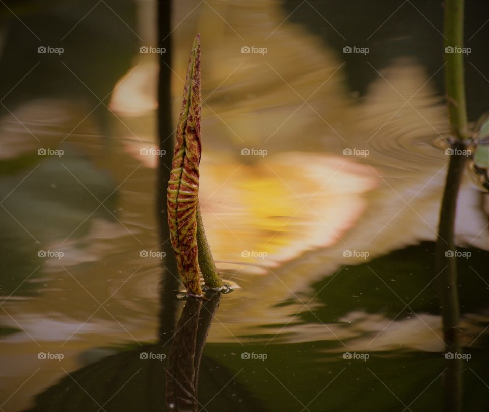 Brown, a lily pad growing out of the early-morning waters as the light reflects its shape