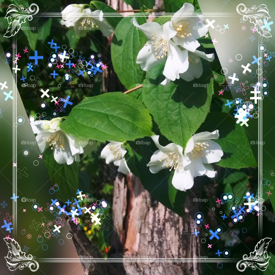 Tree Flower