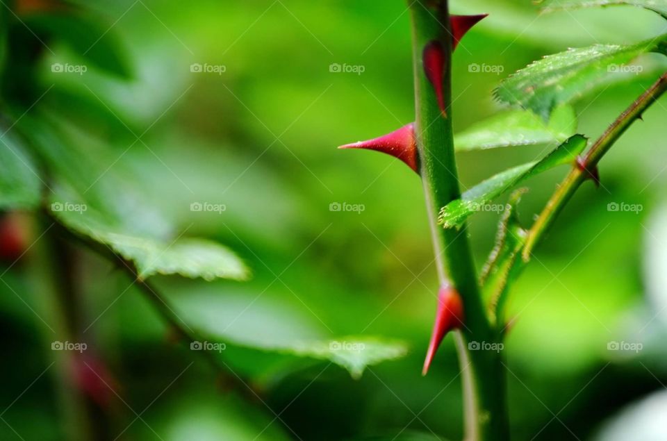 Red Thorn. Close up of rose thorn
