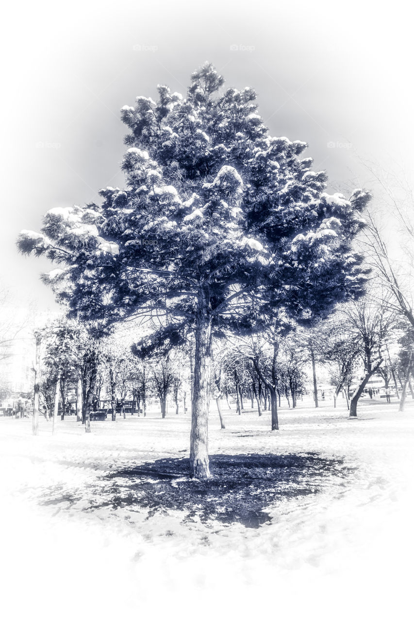 Alone tree and winter black white 