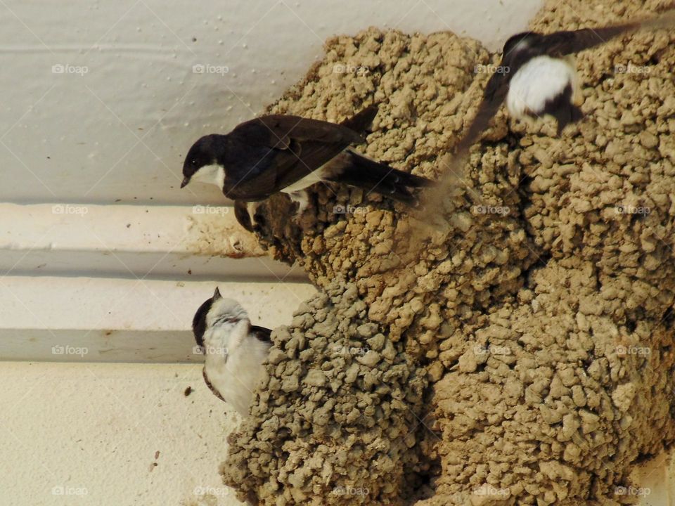 Family activities for swallows in city
