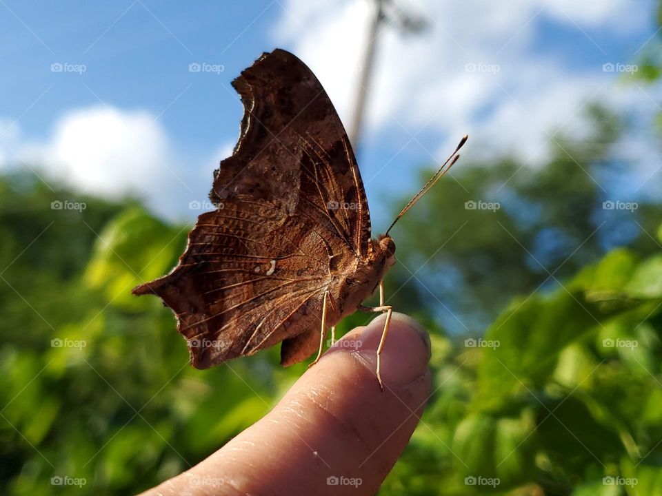 A friendly question mark butterfly perched on my finger.