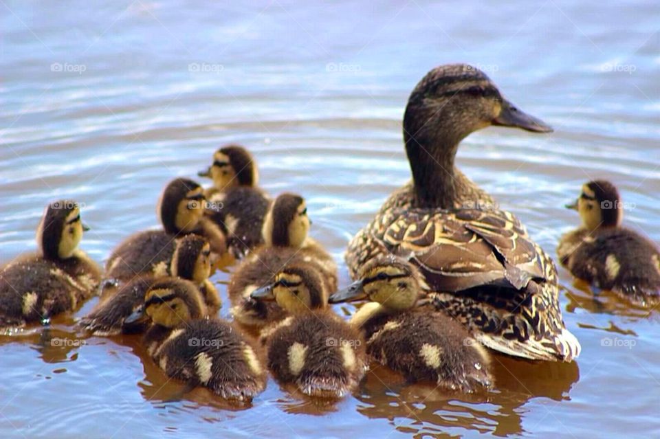 Duck Family