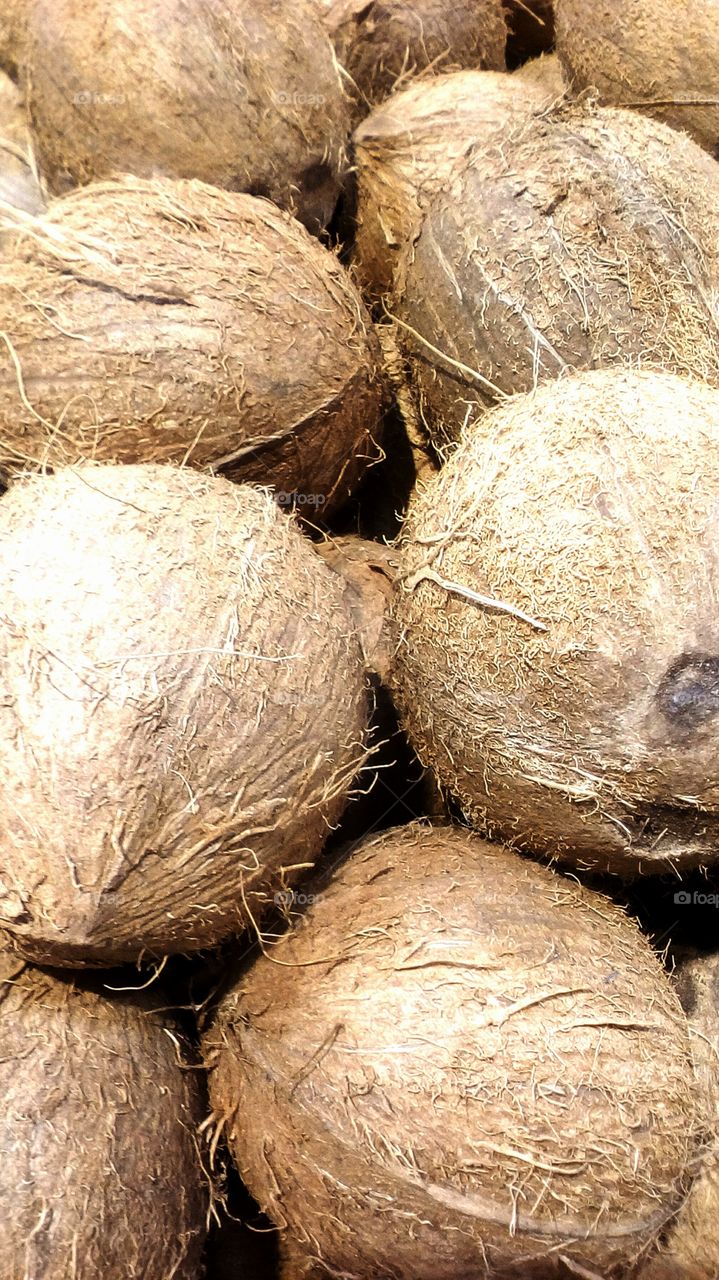 Coconut fruit