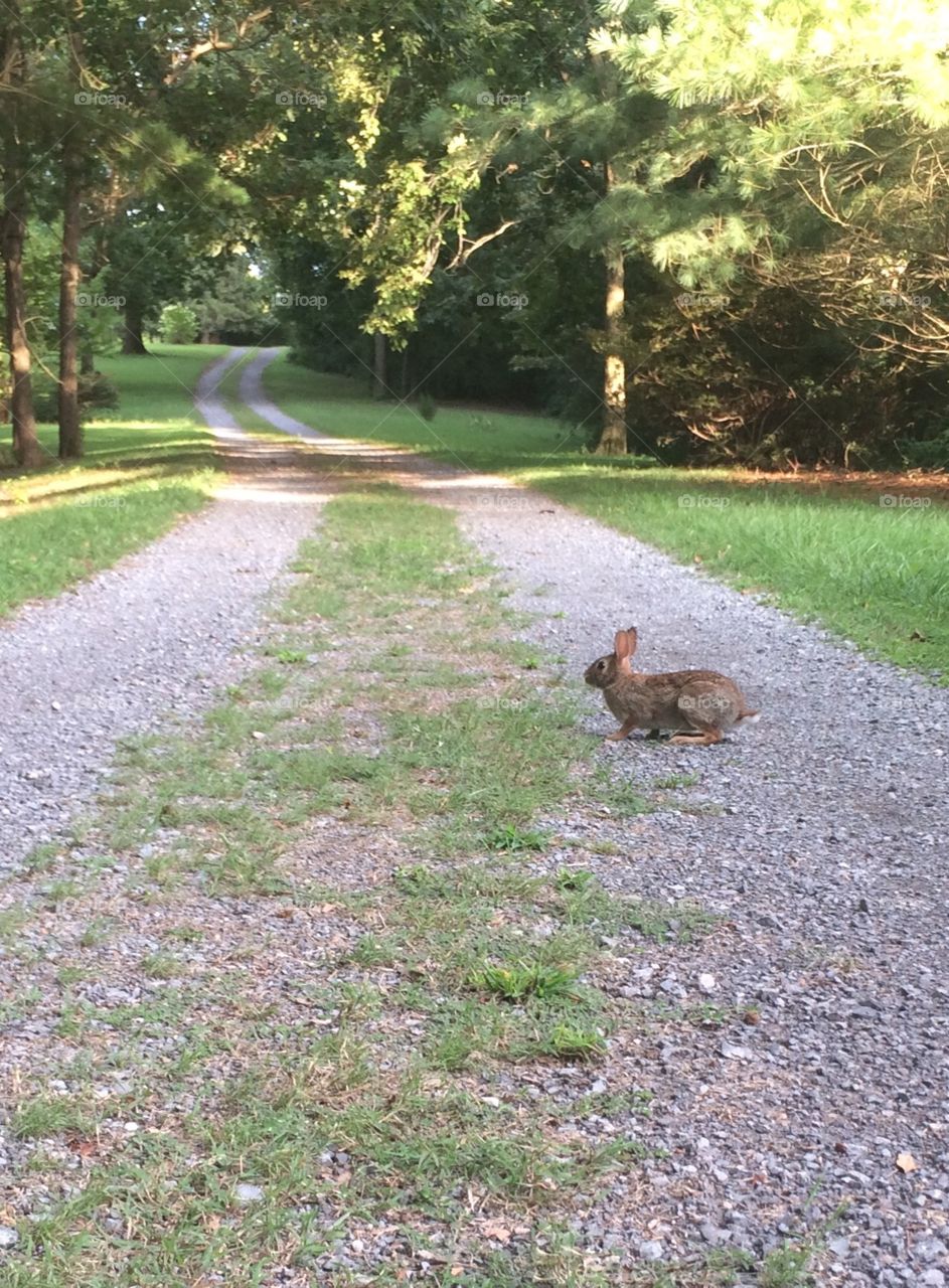 Rabbit and lane. 
