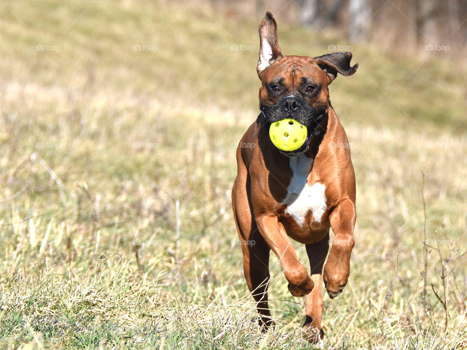 Flopping ears, Boxer running