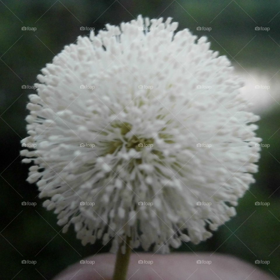 I called it Dembara's flower