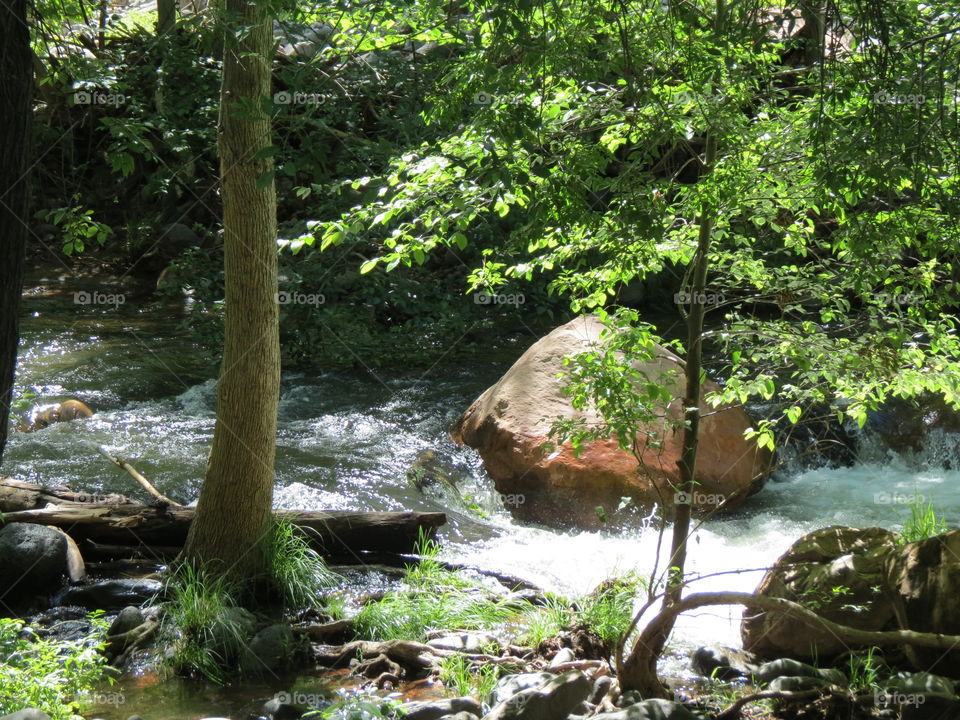 Forest with Creek and Sunshine.