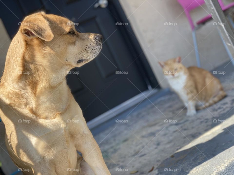 Dog and cat 