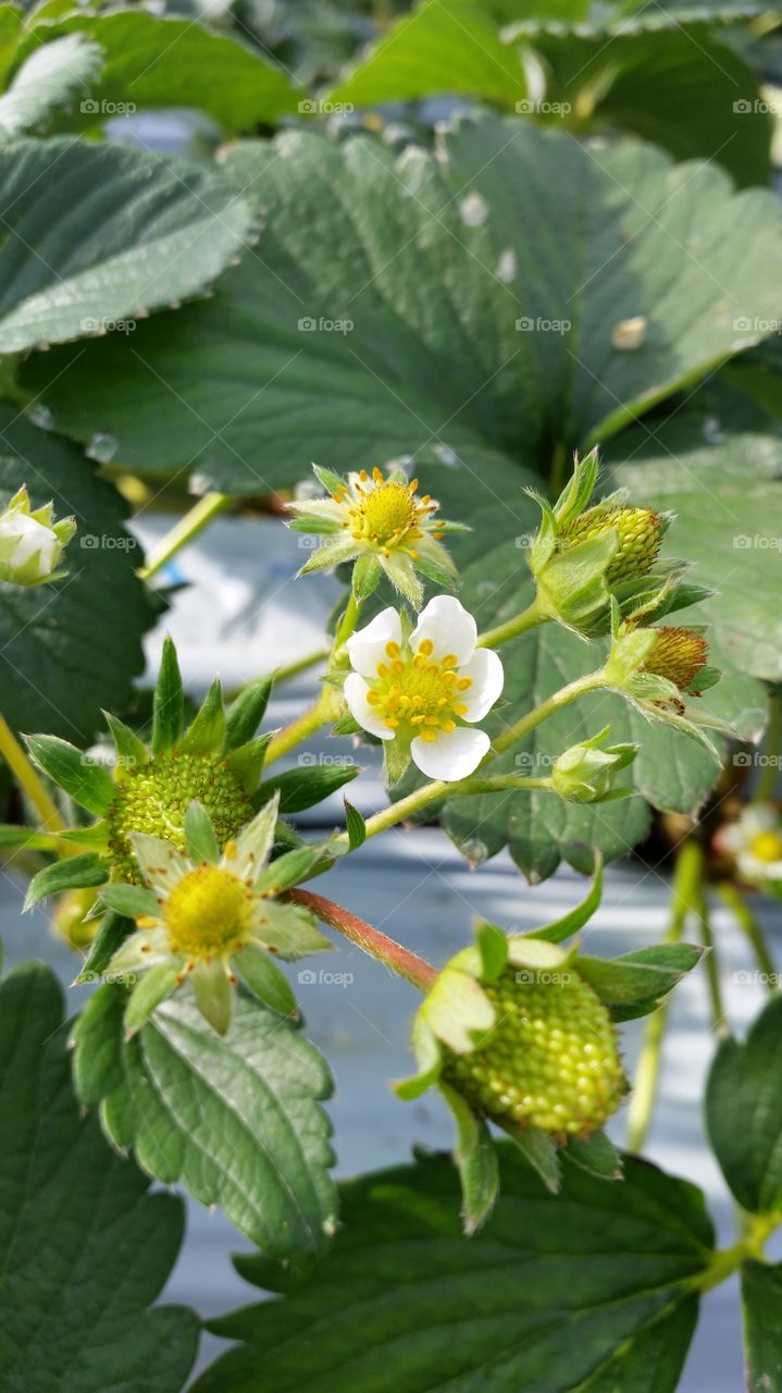 Flower,Receptacle of the strawberry
