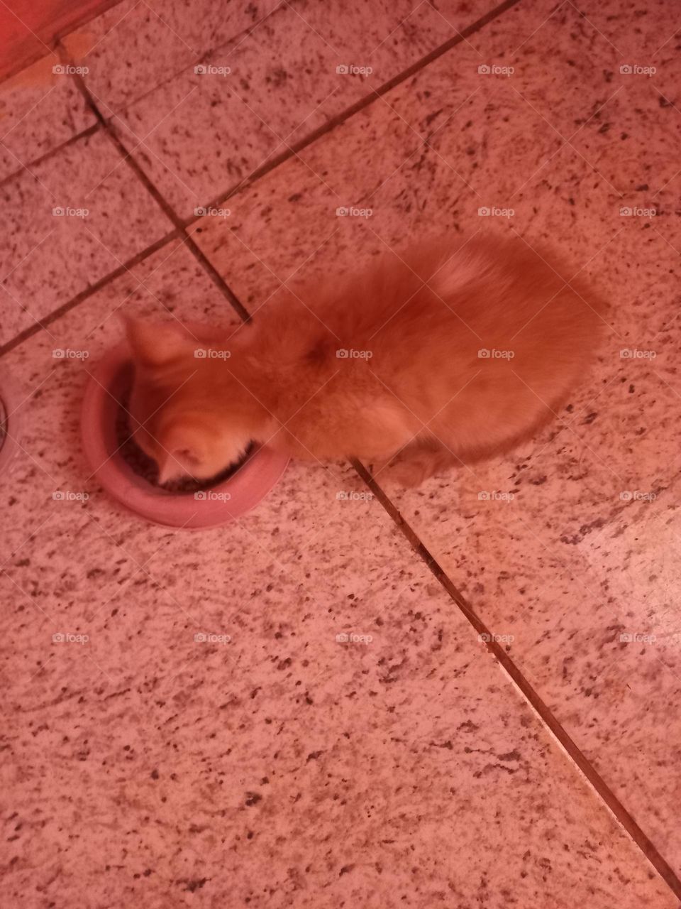 Gatinho faminto. O gato filhote, precisa comer entre 3 e 4 vezes por dia. Isso porque eles não  conseguem ingerir grandes quantidades de alimentos, e, por estarem em fase de crescimento, têm que comer com frequência, para suprir  a demanda energética