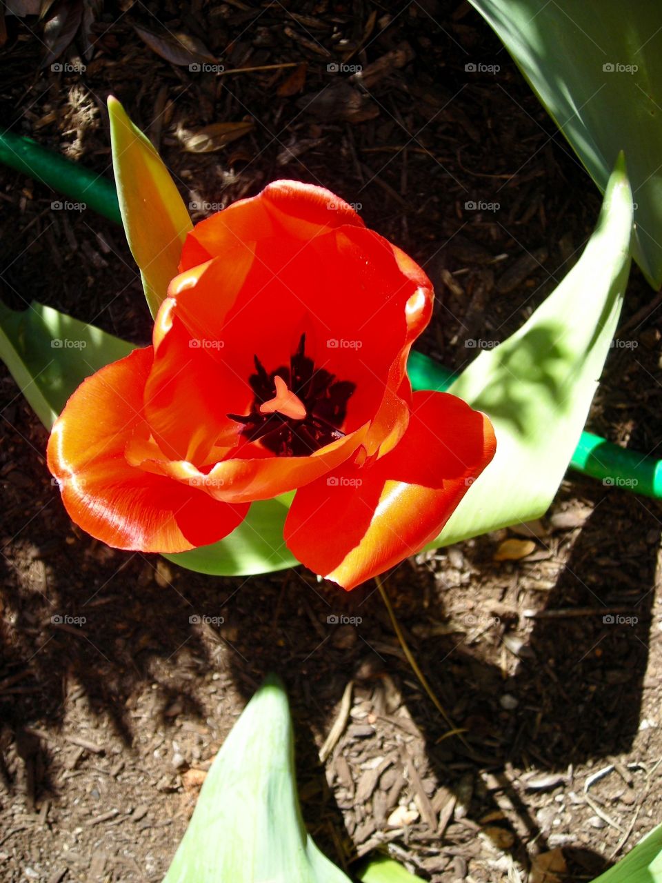 Tulip Bulb