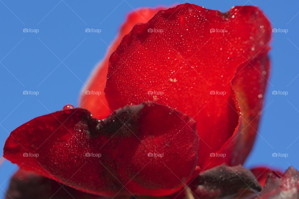 Close-up of wet red rose