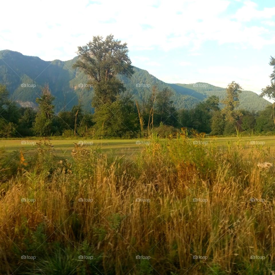 A lone bushy tree just starting to change it's colors amid the gold and red brush in early autumn