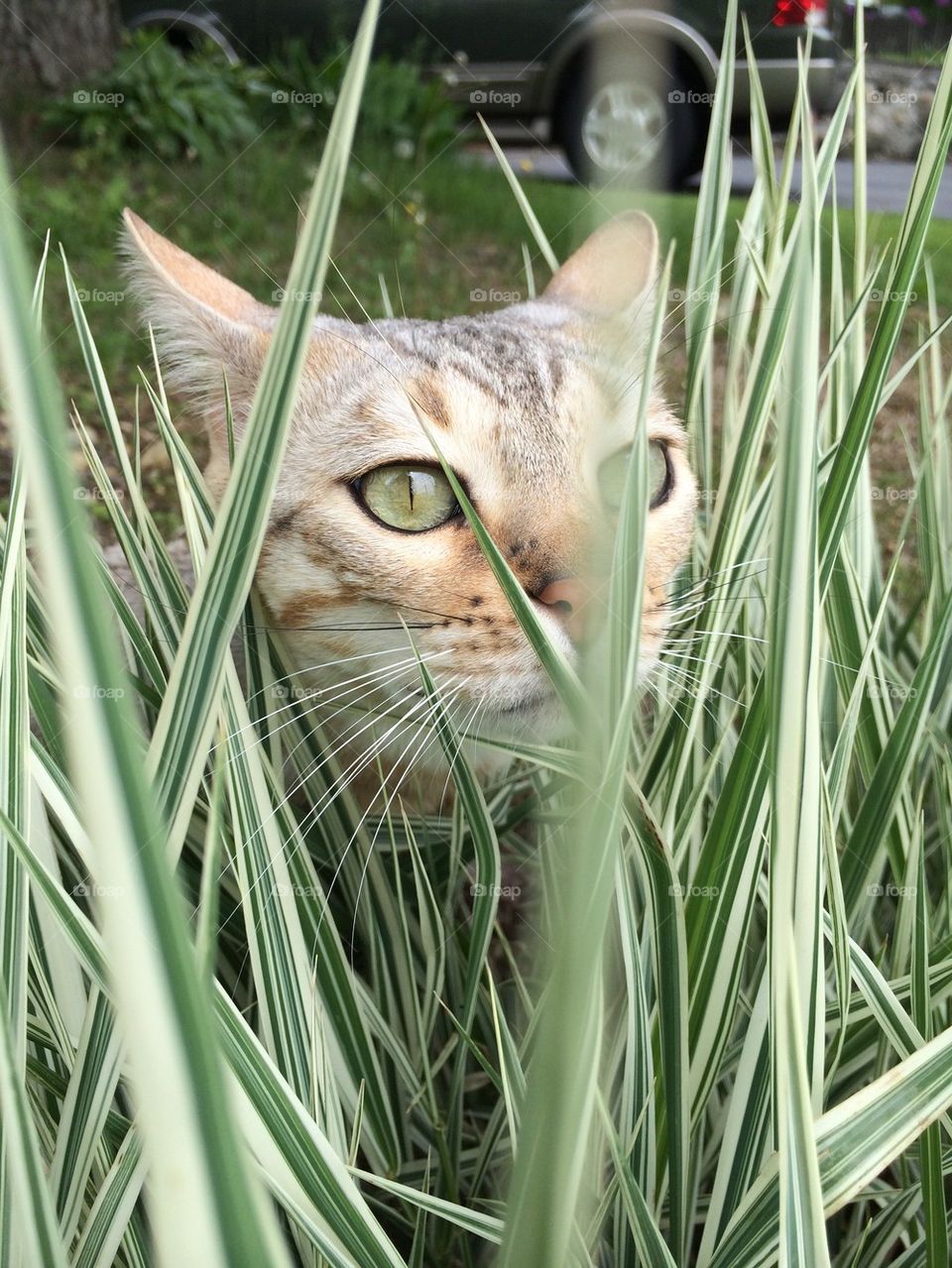 Bengal in the grass