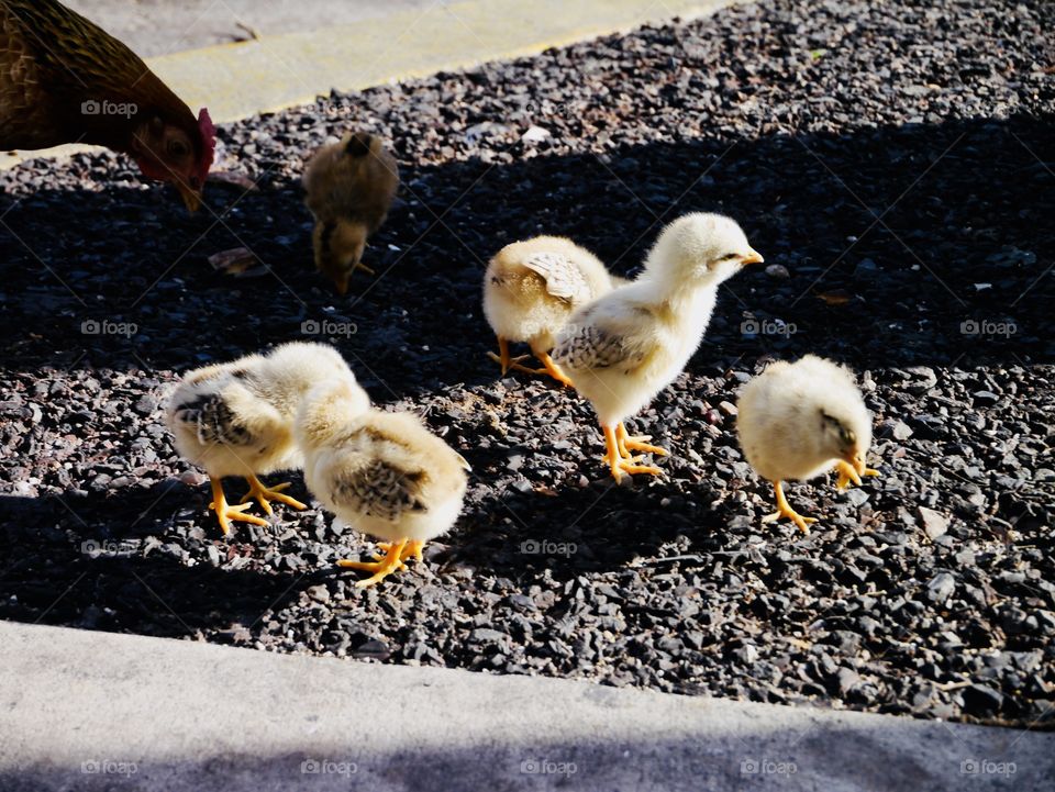 Baby chickens 