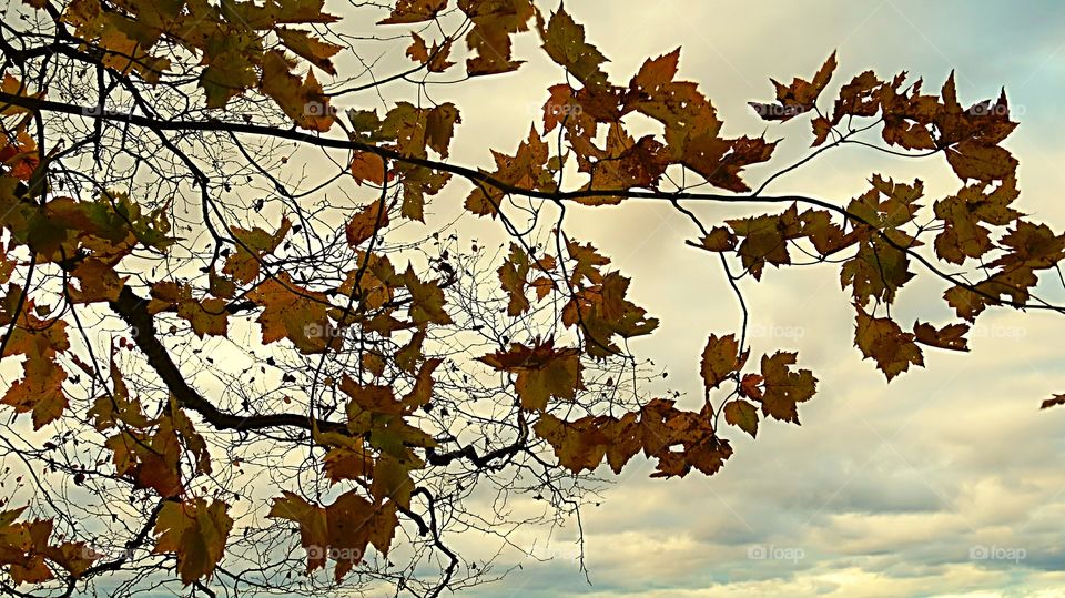 Fall leaves contrast