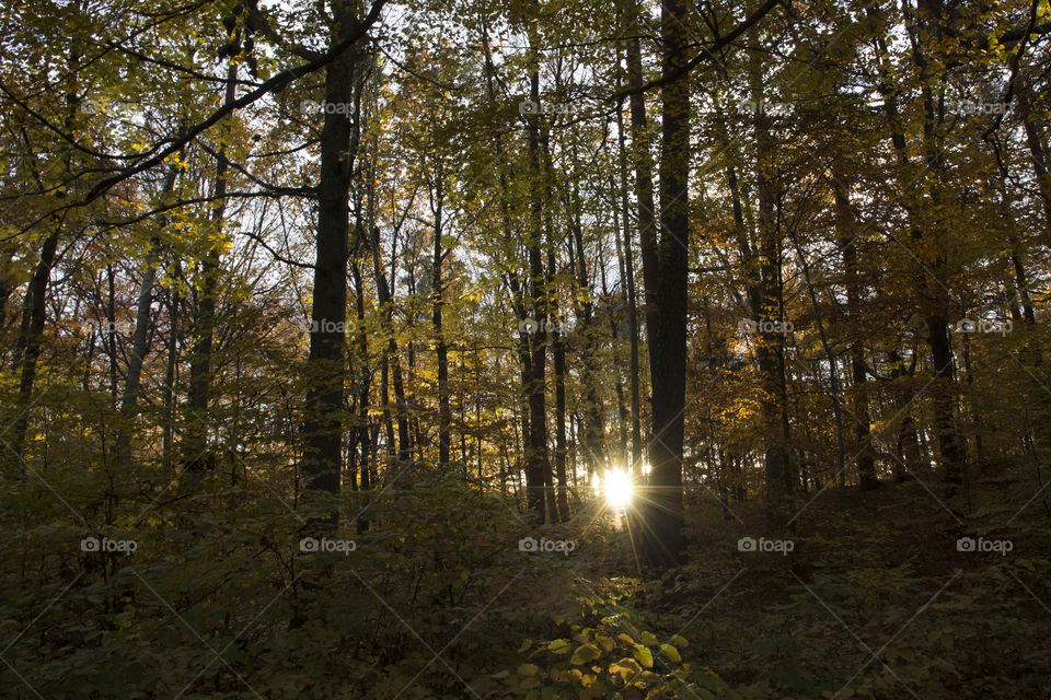 Yellow Autumn forest
