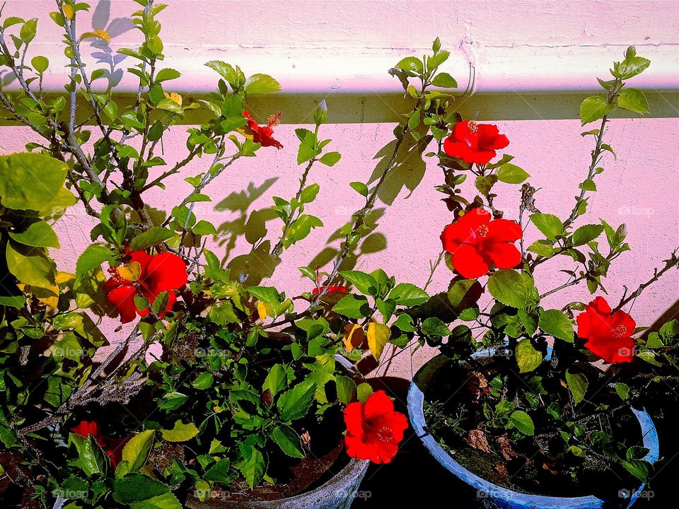 beautiful red hibiscus flowers🌸🌺🌻🌹🌷🌼💐 in our garden